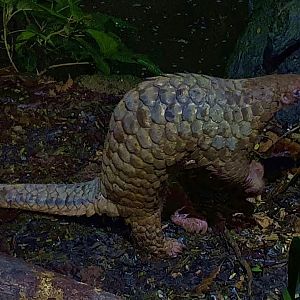 Sunda Pangolin (Manis javanica)