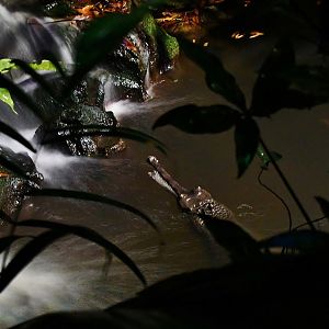 Indian Gharial (Gavialis gangeticus)