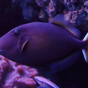 Fish ID (Palma Aquarium)