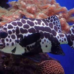 Fish ID (Palma Aquarium)