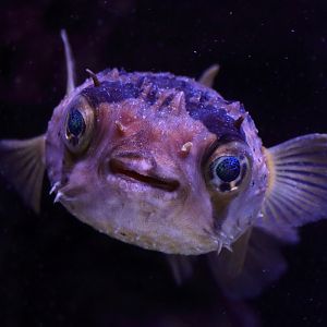 Fish ID (Palma Aquarium)