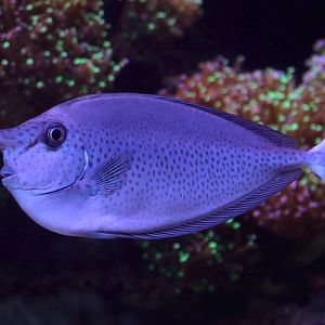 Fish ID (Palma Aquarium)