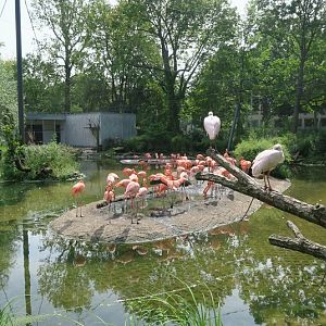 Flamingo Aviary