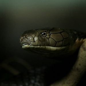 King cobra (Ophiophagus hannah)