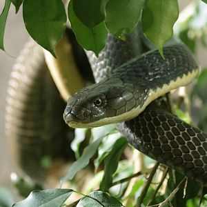 King cobra (Ophiophagus hannah)