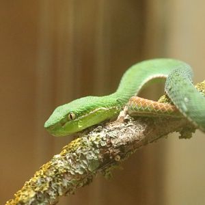 Yunnan bamboo pitviper (Trimeresurus yunnanensis)