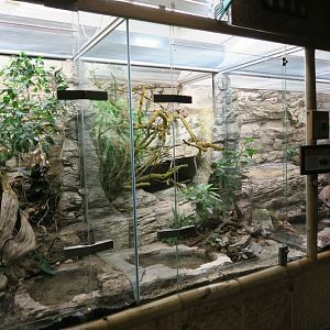Tropic Pavillon - venomous snakes