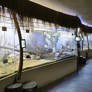 Africa at night (in the early morning)