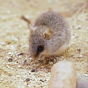 Acacia rat (Thallomys paedulcus)