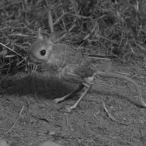 Greater Egyptian jerboa (Jaculus orientalis)