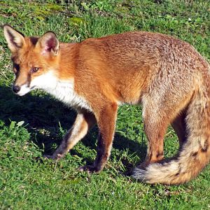 Red fox