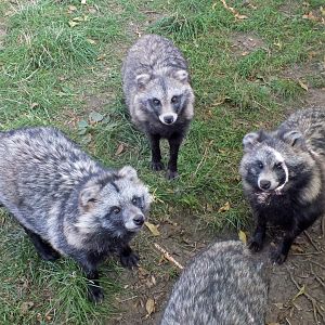 Raccoon dogs