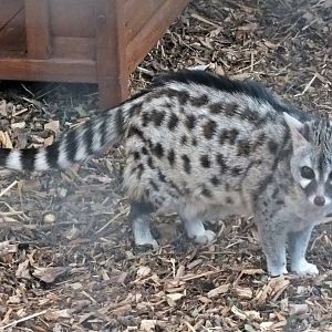 European small-spotted genet