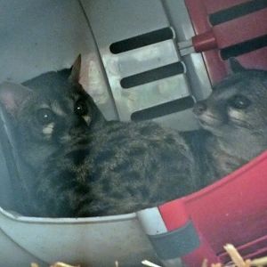 Cape genet (left) and Haussa genet