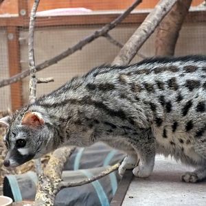 European small-spotted genet