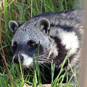 African civet
