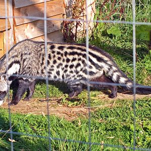 African civet