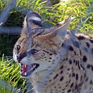 Serval