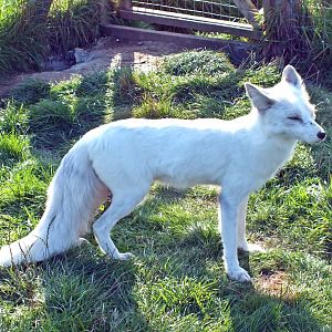 Domesticated red fox (white)