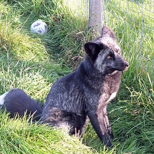 Domesticated red fox (silver)