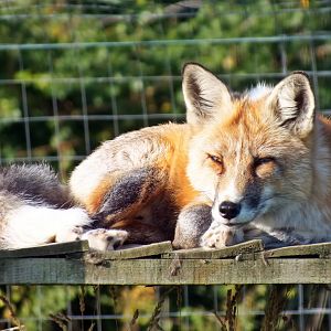 Domesticated red fox