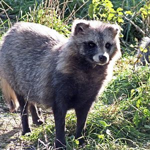 Raccoon dog