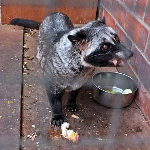 Common palm civet