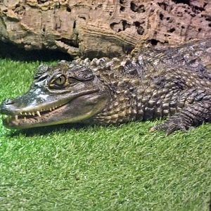 Spectacled caiman