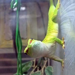 Madagascar day gecko