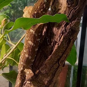 New Caledonia giant gecko - Rhacodactylus leachianus