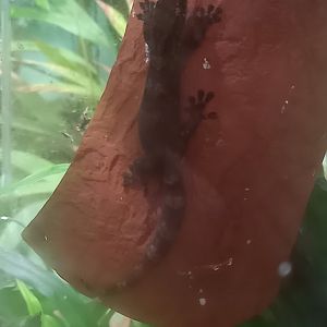 Robust forest gecko - Bavayia robusta