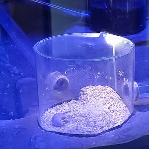 Part Naked mole-rat enclosure