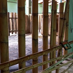 Indoor-enclosure Indian one-horned rhino