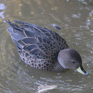 South Georgian teal