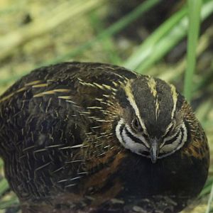 Harlequin quail