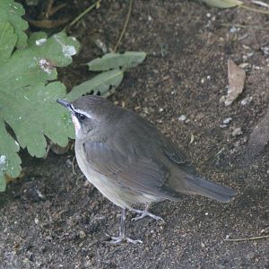 Siberian rubythroat