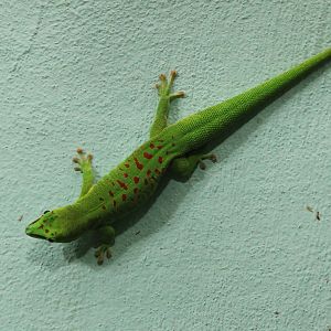 Greater Madagascar day gecko