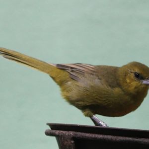 Montserrat oriole - female