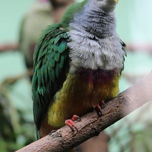 Beautiful fruit-dove