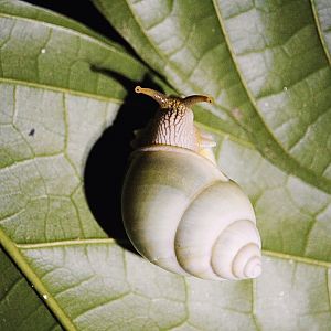 Wild Green Tree Snail (Amphidromus atricallosus)