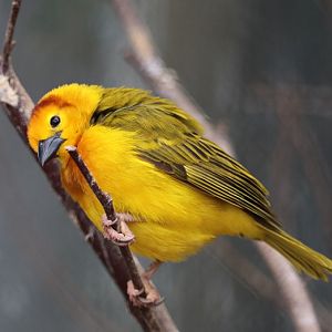 Taveta golden-weaver (Ploceus castaneiceps) - Vogelhaus