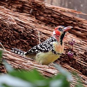 Red-and-yellow barbet (Trachyphonus erythrocephalus) - Tropen-Aquarium