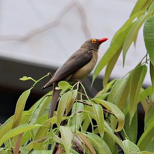 Red-billed oxpecker (Buphagus erythrorhynchus)