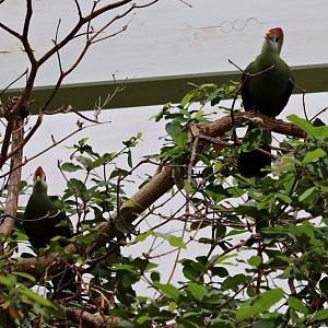 Red-crested turaco (Tauraco erythrolophus) - Tropen-Aquarium