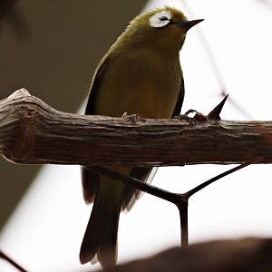 Kilimanjaro White-eye (Zosterops eurycricotus) - Tropen-Aquarium