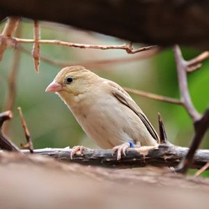 Sudan golden sparrow (Passer luteus) - Tropen-Aquarium