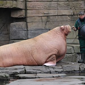 Pacific walrus (Odobenus rosmarus divergens)