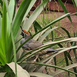 Burgers' Desert - Gambel's quail