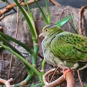 Burgers' Park (Pheasantry) - Young Eastern superb fruit dove