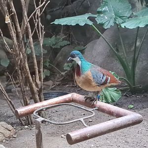 Conservation centre - Mindanao bleeding-heart (Gallicolumba crinigera)